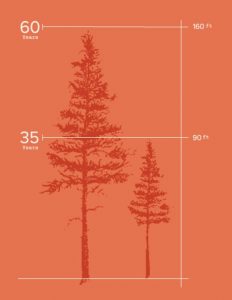 Figure 1. A Douglas Fir’s ability to capture carbon from the atmosphere increases exponentially between 35 to 60 years of growth. As a forest matures toward a 60-year planned harvest, it adds considerable mass and carbon storage. (Source: PortBlakely.com)