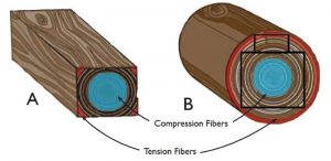 Figure 2. The largest timber (A) that can be milled will be only 17-33% of the strength of the log (B). (Source: Wolfe, 2000, image by author).