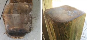 Figure 5. Left: Top of pile removed below a notch for floor beam bearing (note fuzzy wood on the right side). Right: “Fuzzy” wood and annular rings on the bottom portion of a coastal pile cut six inches below a degraded notch for floor beam. (photos are not of the same pile).