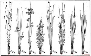 Figure 6. Diagram of sparks showing branching and forking. Part A shows wrought iron, and Parts B through E shows various irons or steels. The presence of carbon is relative to the branching or forking of the sparks. From Iron and Steel by Erik Oberg and Franklin Day Jones, 1918.
